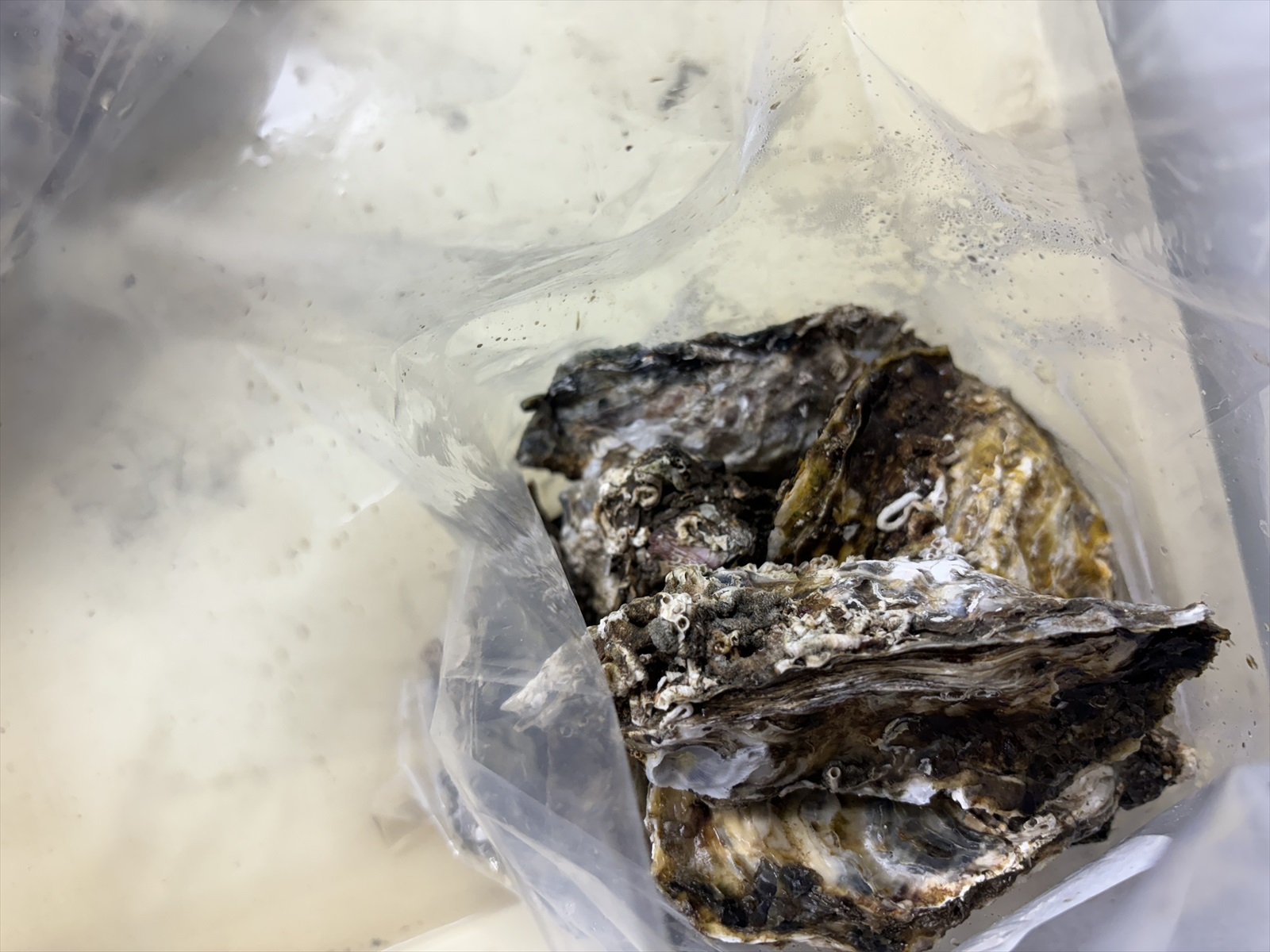 新鮮な旬の味覚4